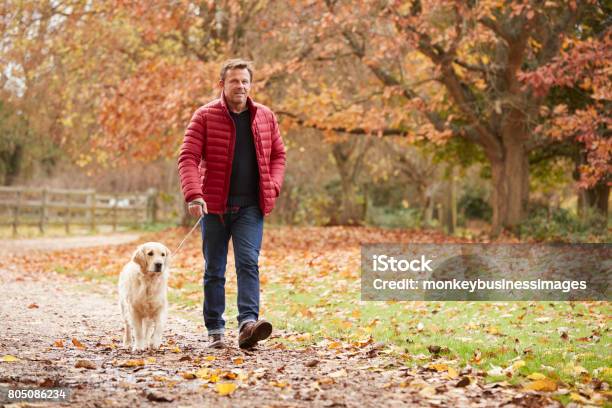 Mature Man On Autumn Walk With Labrador Stock Photo - Download Image Now - Walking, Men, Only Men