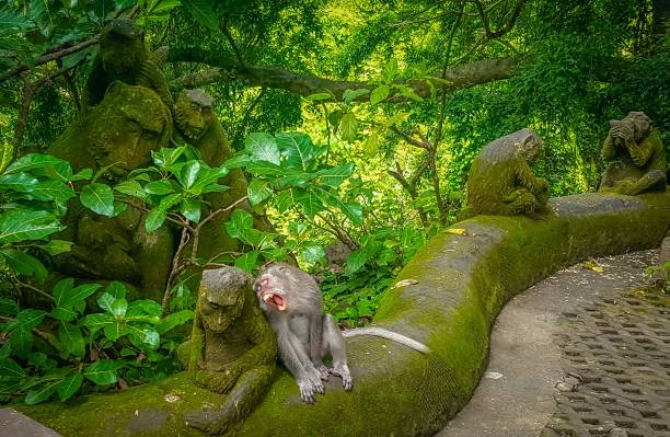 istock Gray Monkey and its Stone Familly in the Green Forest 805086348