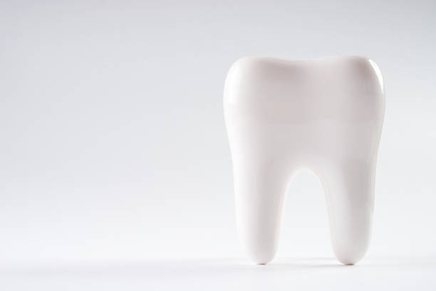 White healthy human tooth isolated on a white background with copy space. Dental health Concept. Oral Care.