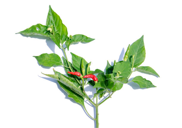 Chili pepper plant with leaves isolated on white background.