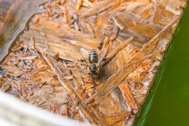 istock Bees drinking water on the wooden plank at the summer. 805095232