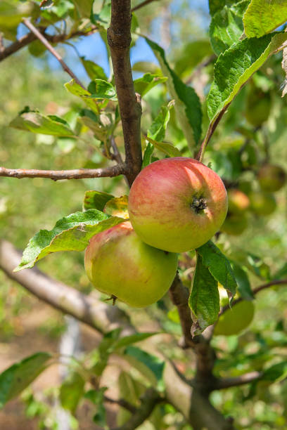 istock Shiny delicious apples hanging from a tree branch 805105494