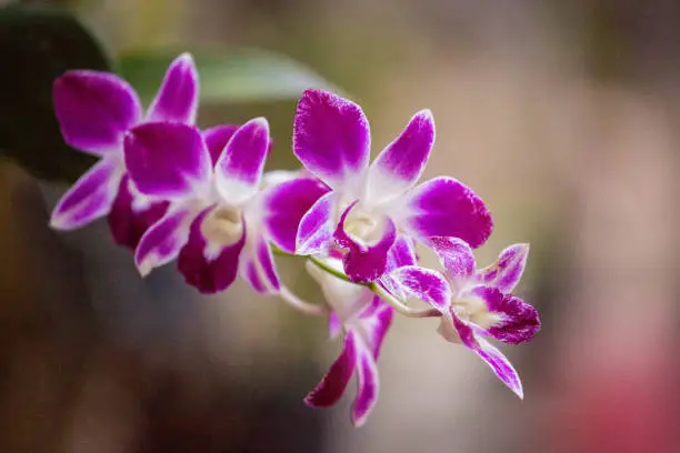 Beautiful purple and white dendrobium orchids growing on Sam Mountain (Núi Sam) in the Mekong Delta.