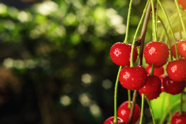 cherry orchard,Cherry tree,Ripe sour cherries growing on cherry tree,Cherries hanging on a cherry tree branch,fruit summer concept