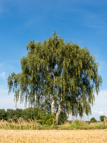 Birch at a stubble field in summer