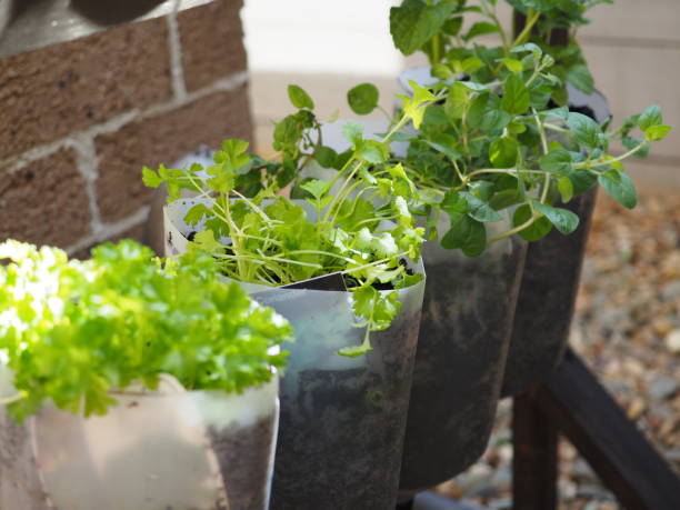 istock Outdoor Herb Garden 805119338