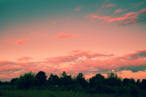 Magical sunset over the forest. Silhouette of trees against burned evening sky