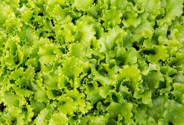istock Lettuce plants in growth. Fresh lettuce leaves. 805129982