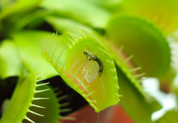 green dionaea muscipula , known as flytrap, in closeup - venus flytrap carnivorous plant plant bristle imagens e fotografias de stock