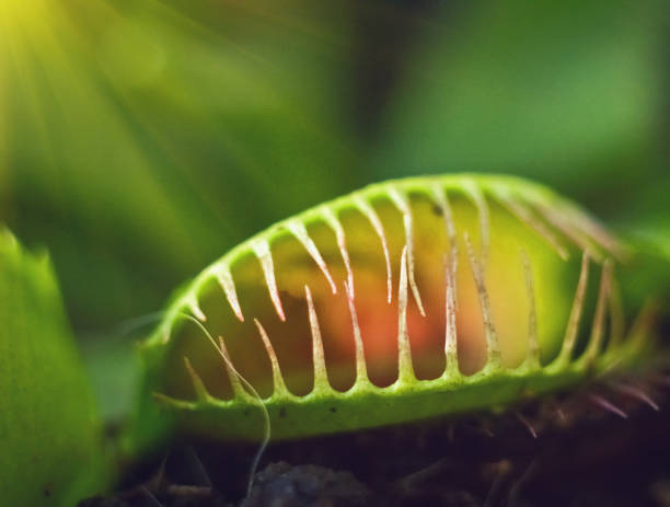 green dionaea muscipula , known as flytrap, in closeup - venus flytrap carnivorous plant plant bristle imagens e fotografias de stock