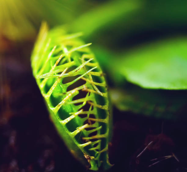 green dionaea muscipula , known as flytrap, in closeup - venus flytrap carnivorous plant plant bristle imagens e fotografias de stock