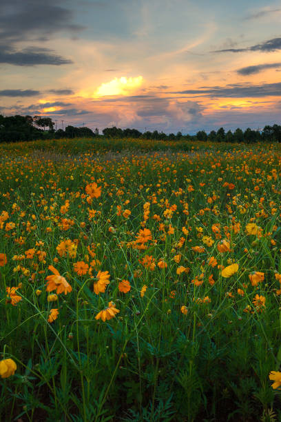 istock Flower field during beautiful sunset 805130628