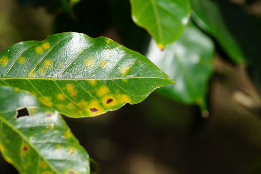 Coffee rust is infection which occur on the coffee leaves. The first observable symptoms are small, pale yellow spots on the upper surfaces of the leaves than they get orange but can be red too, depends of the region. later the centers of the spots get brown and dry while the margins of the lesions continue to expand.