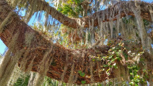 istock Spanish Moss Hanging from the Branches of a Large Live Oak Tree 805132836