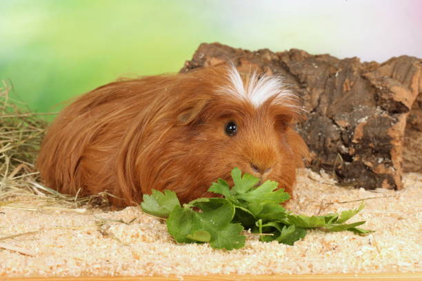 Guinea pig eating vegetables