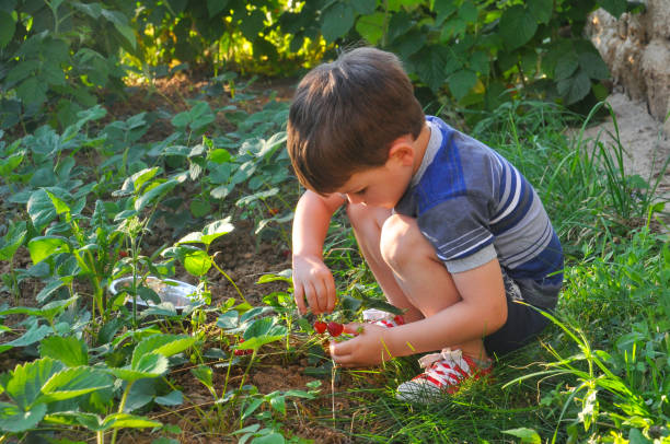 Cute little boy is about to try raspberry for the first time