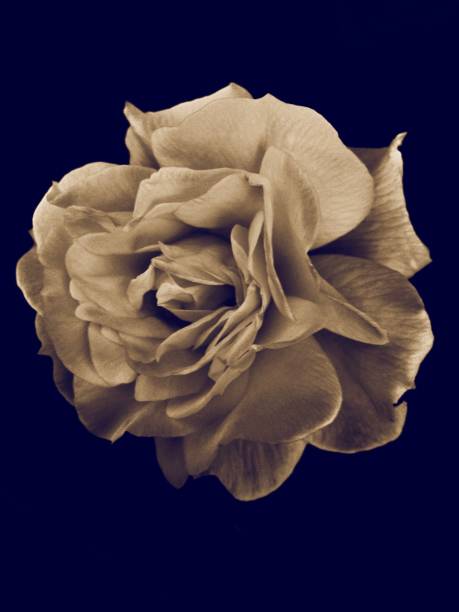istock Yellow Rose in monochrome 805156998