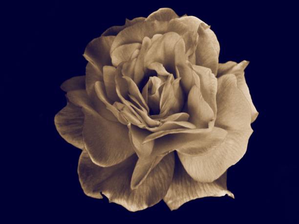 istock Yellow Rose in monochrome 805157000