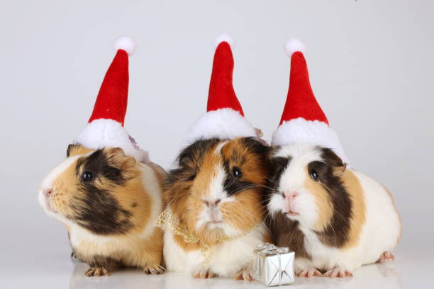 Three guinea pigs with christmas hats isolatedThree guinea pigs with christmas hats isolated