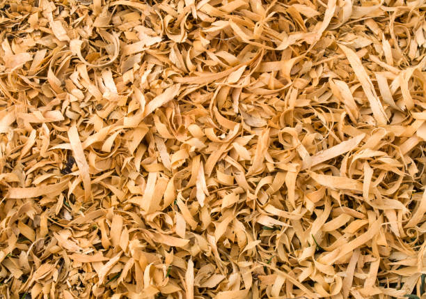 istock Wet yellow sawdust from pear  tree 805163124