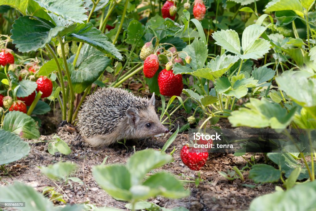 Curious young hedgehog , Atelerix albiventris,  in the bushes of strawberries in garden  among red  berries Vegetable Garden Stock Photo