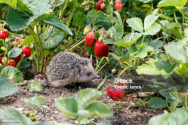 Curious Young Hedgehog Atelerix Albiventris In The Bushes Of Strawberries In Garden Among Red Berries Stock Photo - Download Image Now