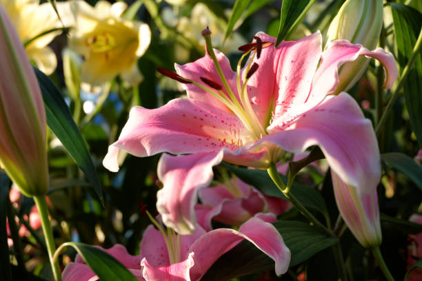 istock Close up Lilly flower in the garden during evening sunset 805168072