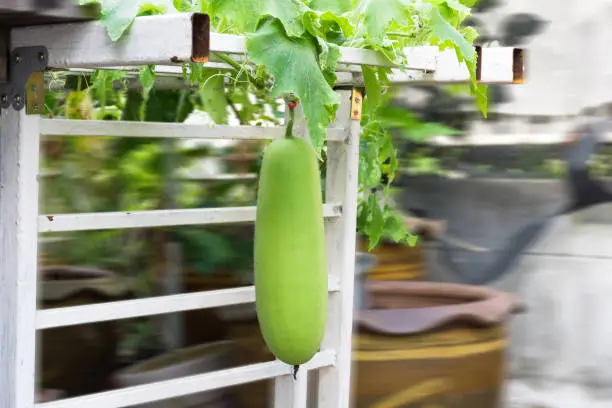 Photo of Wax gourd hanging beneath a steel frame that was created for the wax gourd slither.