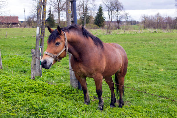 istock Horse on the pasture 805198808
