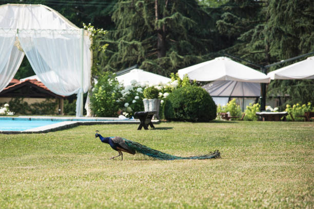 Wedding location - peacock wandering beside the swimming pool