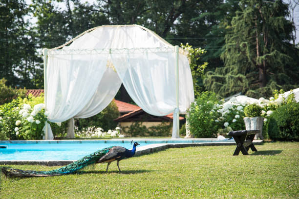 istock Wedding location - peacock wandering beside the swimming pool 805215854