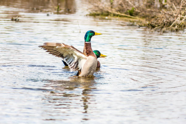 istock Male mallard duck in the water 805218380