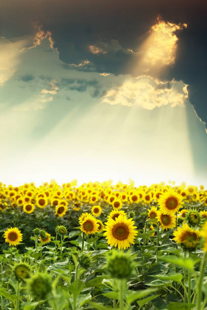 istock field of sunflowers 805219564