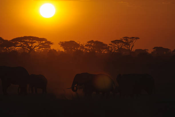 istock Evening landscape with elephants. Amboseli, Kenya 805220046