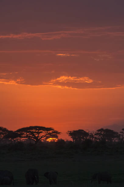 istock Savanna nightlife. Amboseli, Kenya 805220128