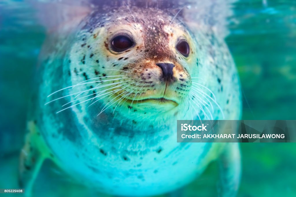 Porträt von niedlichen gefleckte Dichtung - Lizenzfrei Aquatisches Lebewesen Stock-Foto