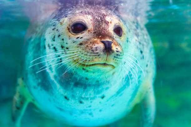 istock portrait of cute spotted seal 805225408
