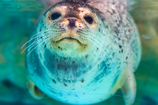 portrait of cute spotted seal