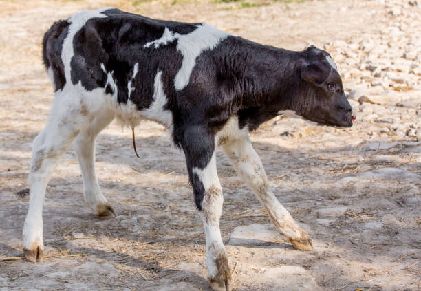 Young calf holstein in a nursery for cows in a dairy farm