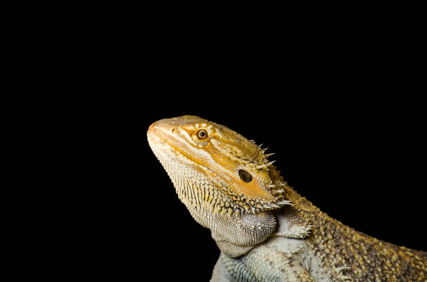 bearded dragons profile on black background stock photo