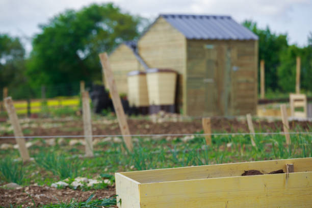 Community allotment garden in full lush summer growth with compost bins and greenhouses. AdobeRGB colorspace.Explore this lightbox for more images around the Garden:
