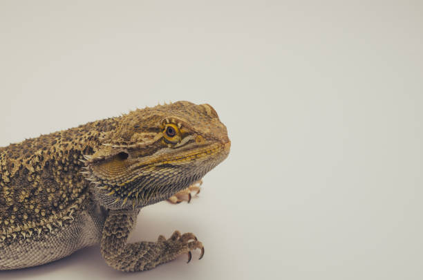 istock bearded dragon pet  isolated on white background 805227364