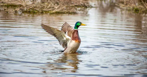 Male mallard duck in the water