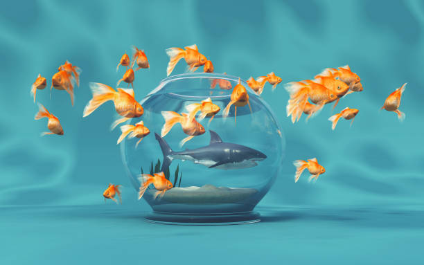 istock A big shark in a bowl 805259474
