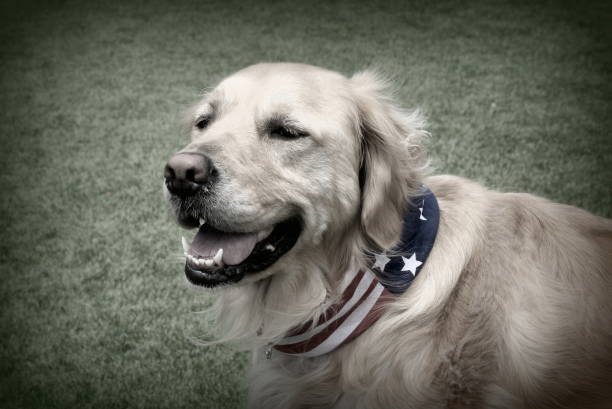 istock B&W of Golden Retriever Dog 805266812