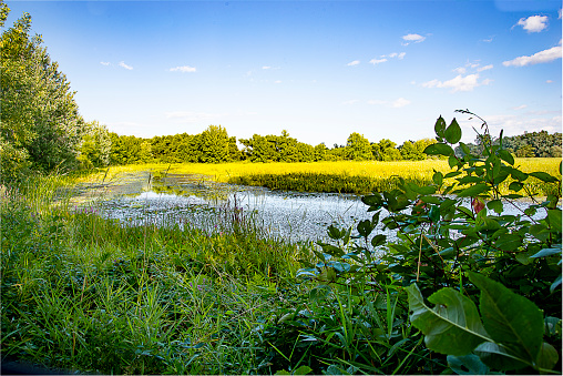 Swamp during a beautiful day .