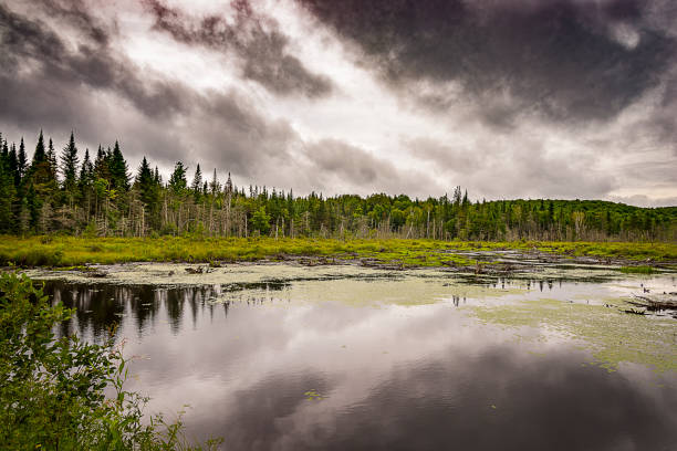 istock Swamp during a cloudy day surrounded by trees of the boreal forest. 805290660