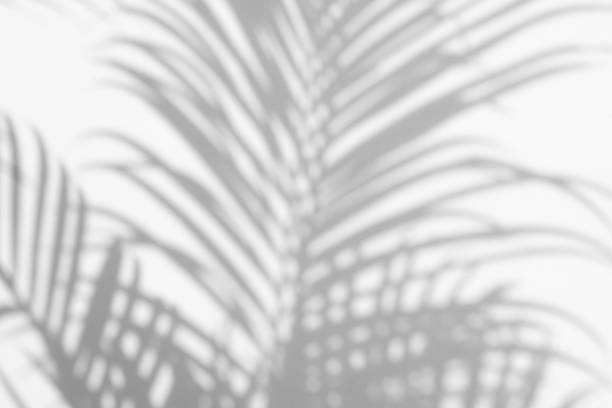 istock shadows palm leaves on a white wall 805291674