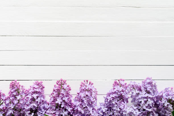 Lilac flowers floral background. Lilac flowers frame composition with copy space on vintage white wooden background. Top view flat lay