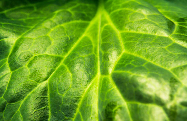 istock Blurred of leave close-up with light from the sun and finger print on th surface. 805321130